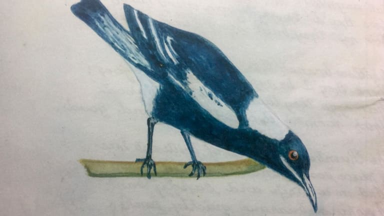 A 1942 painting of a magpie by Albert Sublet, the author's great-grandfather.