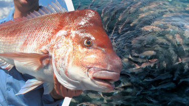 Western Australia demersal fish ban main pic WAtoday