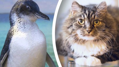 Study points to cat poo as the culprit in cold case of WA penguin deaths