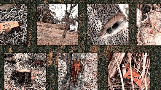 Tree vandalism increased significantly in Sydney in 2023.