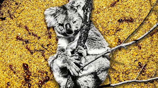 Fire ants can sting native wildlife to death.