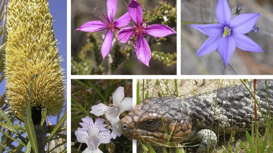 The Greater Brixton Street Wetlands contains more than 500 species of flora but is under pressure from industrial development.