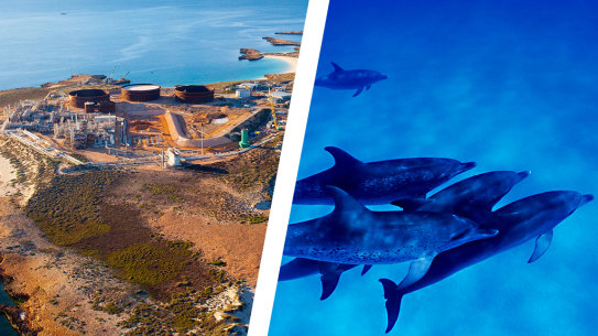 Varanus Island dolphins WAtoday Santos. Pictures: Supplied/File