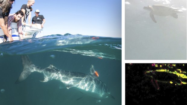 ‘Shark cams’ reveal Ningaloo sea turtles freeze to escape predators’ gaze
