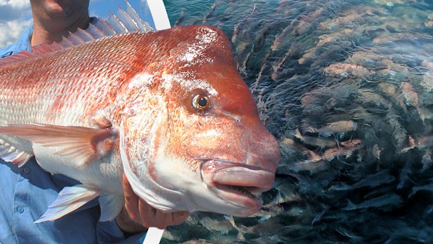 The WA government has introduced a widespread demersal fish ban.