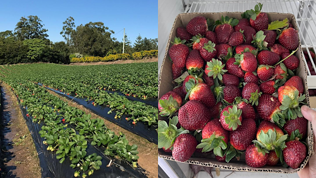 McMartins Strawberry Farm on the Sunshine Coast offers the popular pick-your-own experience