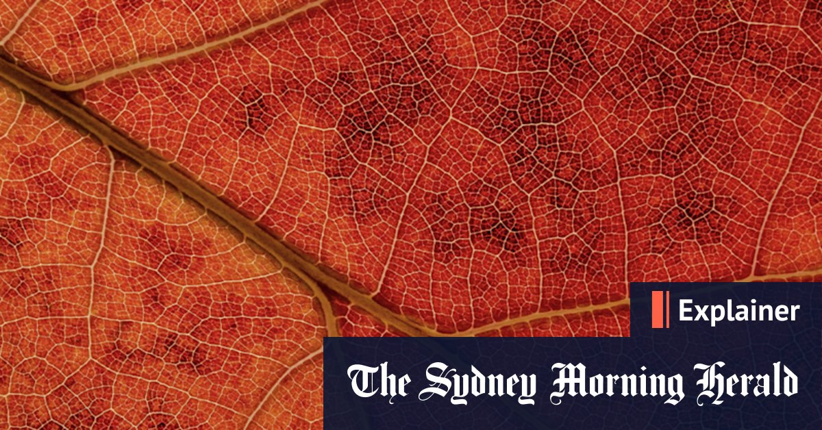 Why do leaves change colour in autumn? - Vimarsana News
