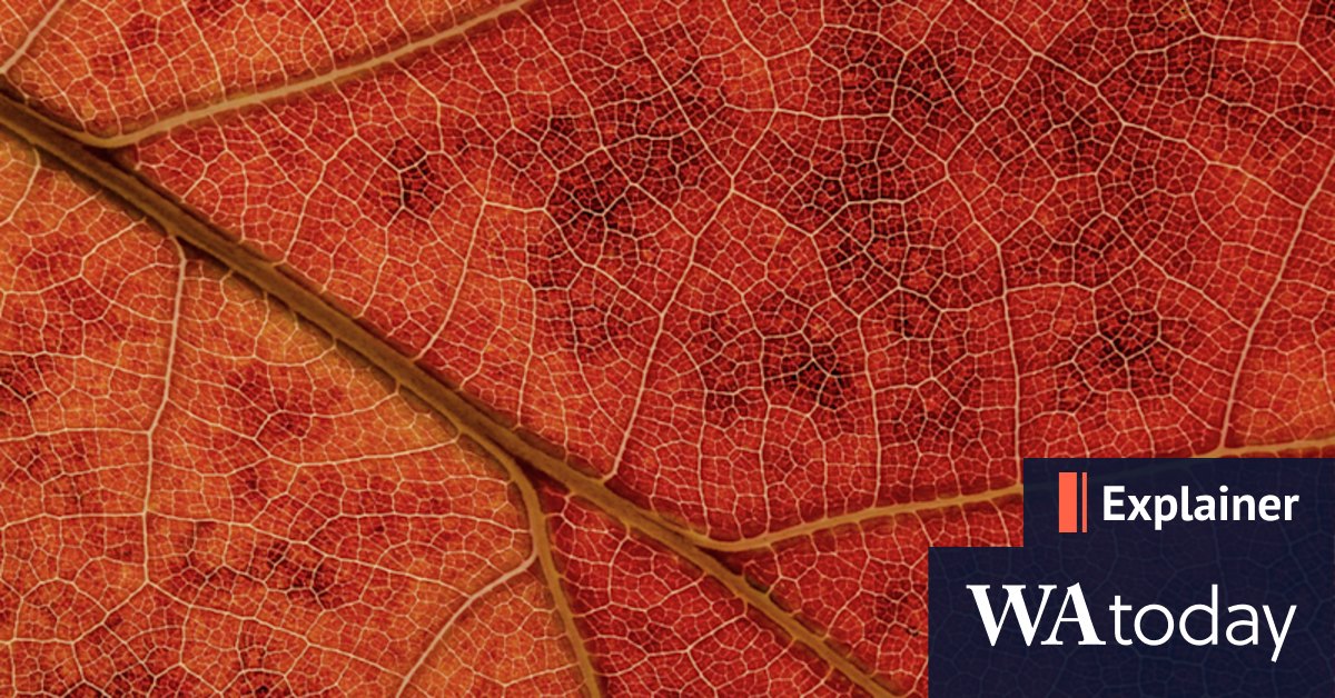 Why do leaves change colour in autumn? - Vimarsana News