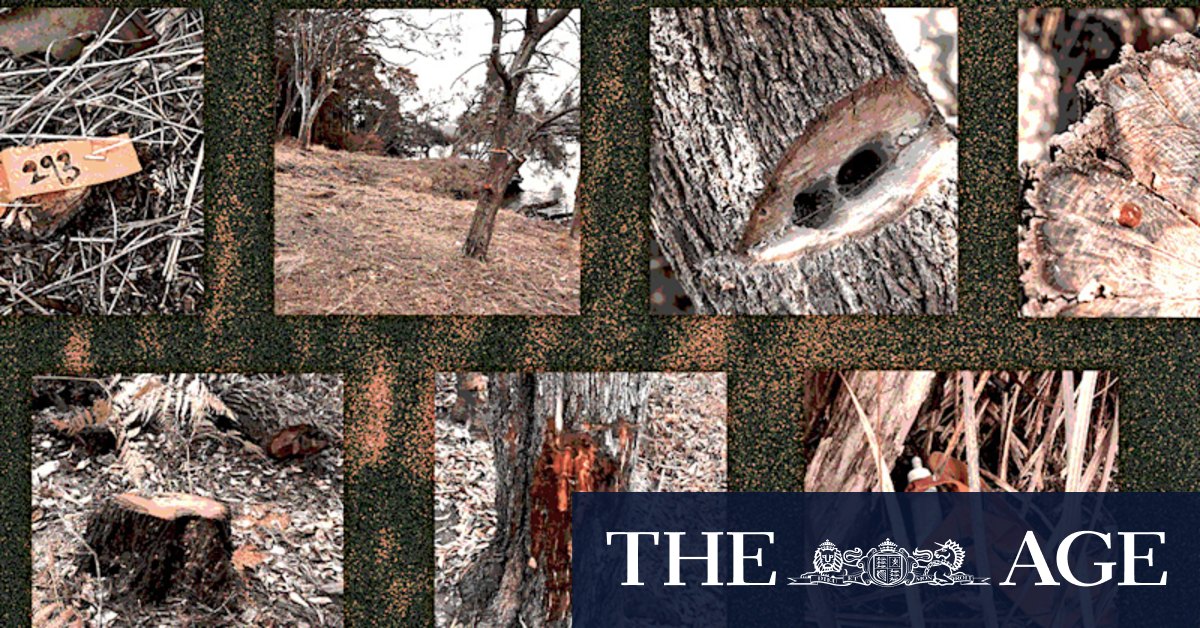 Sydney tree vandalism: How vandals get away with it - Vimarsana News