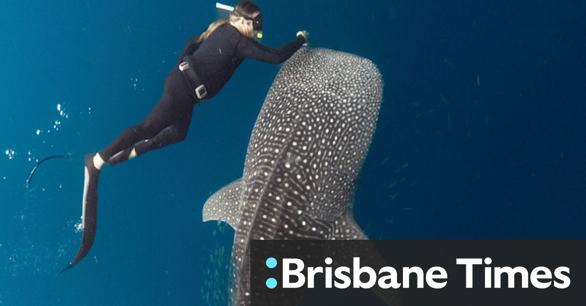 Tim Winton on coming face to face with a dugong in ABC documentary Ningaloo Nyinggulu - Vimarsana News