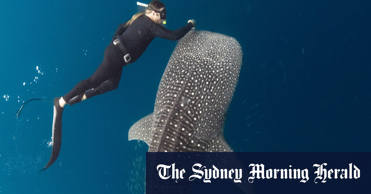 Tim Winton on coming face to face with a dugong in ABC documentary Ningaloo Nyinggulu - Vimarsana News