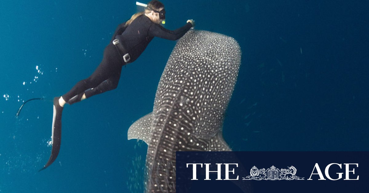 Tim Winton on coming face to face with a dugong in ABC documentary Ningaloo Nyinggulu - Vimarsana News