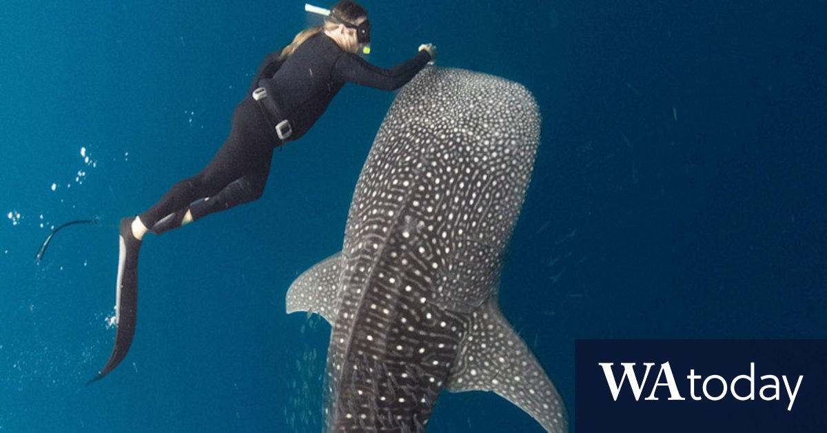 Tim Winton on coming face to face with a dugong in ABC documentary Ningaloo Nyinggulu - Vimarsana News
