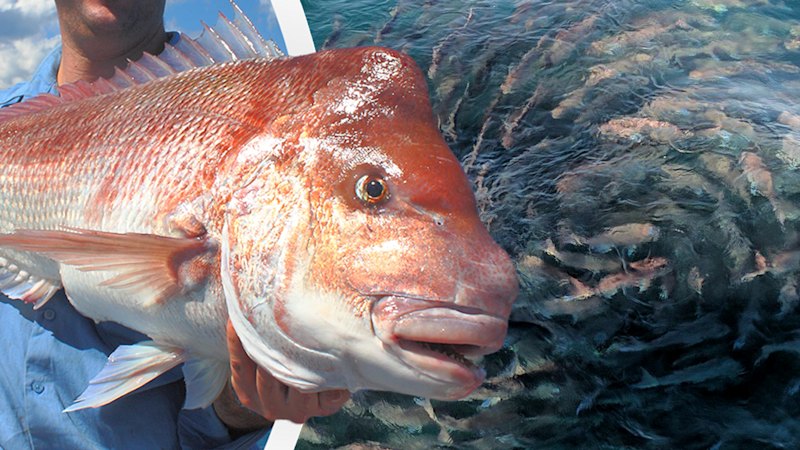 WA anglers hit with lengthy bans to save iconic species ‘on the verge of extinction’