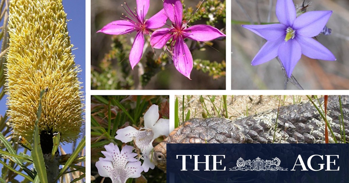 WA EPA investigate growing development around Perth's biodiverse Greater Brixton Street Wetland - Vimarsana News