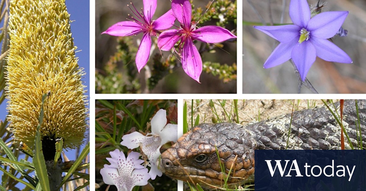 WA EPA investigate growing development around Perth's biodiverse Greater Brixton Street Wetland - Vimarsana News