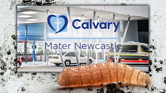 Calvary Mater Newcastle Hospital is struggling with an ongoing mold and maggot infestation.