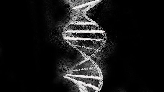 The coca crop has been genetically modified to produce more cocaine. 