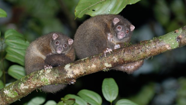 Dozens more plants and animals added to Australia’s endangered lists