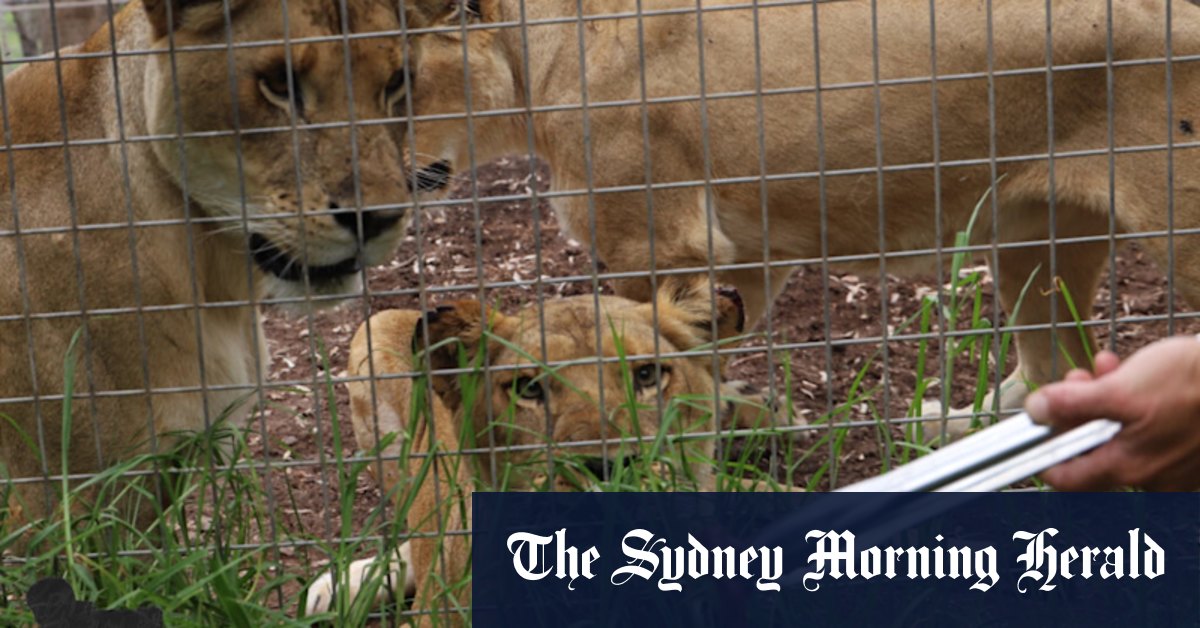 Queensland lion attack: What we know so far