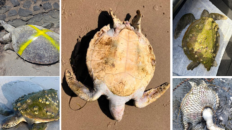 Mystery surge of turtle deaths in protected Australian waters
