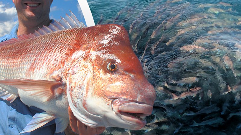 Struggling demersal fishers told to reach out to defunct mental health organisation