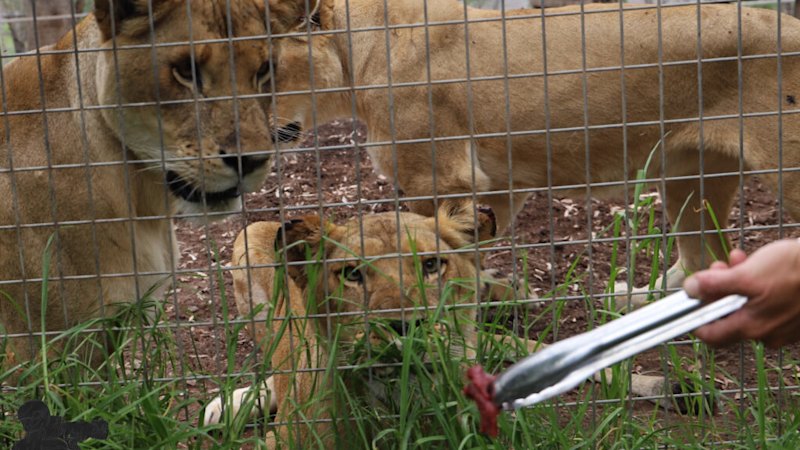 Queensland lion attack: What we know so far