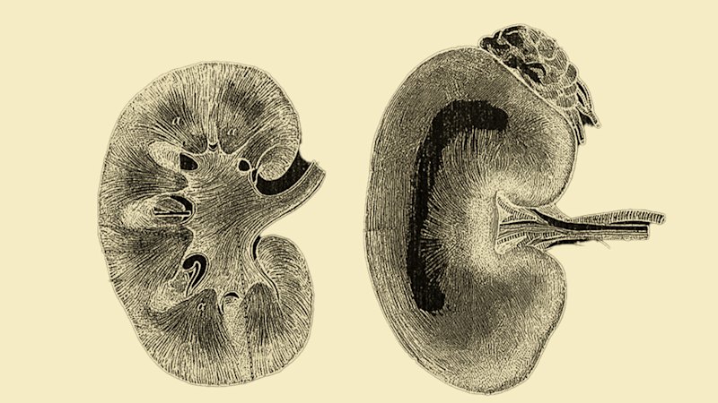 ‘Science fiction’: How life-saving organs are being kept alive outside the body