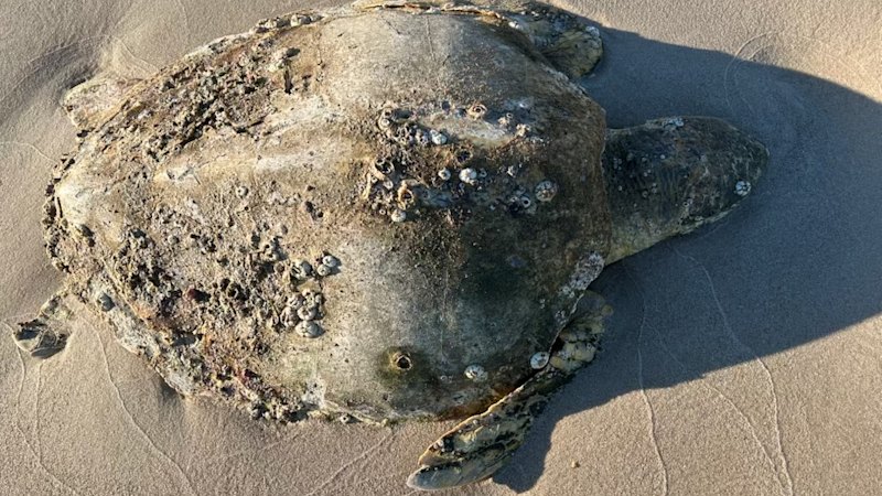 Mystery surge of turtle deaths in protected Australian waters