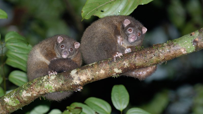 Key developments surrounding Dozens more plants and animals added to Australia’s endangered lists