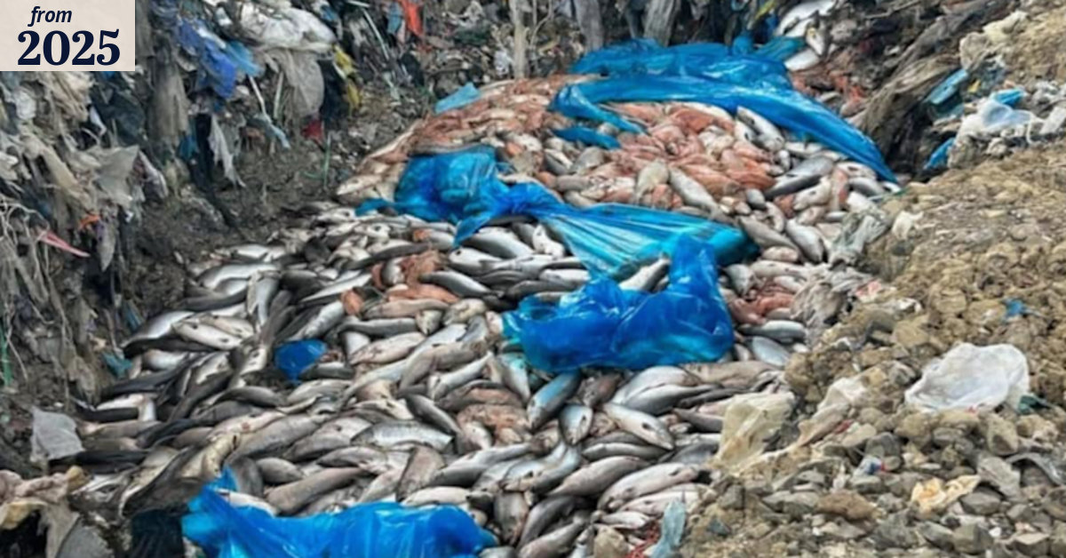 Salmon farming Tasmania: Inside a fish ‘mass mortality event’ amid ...