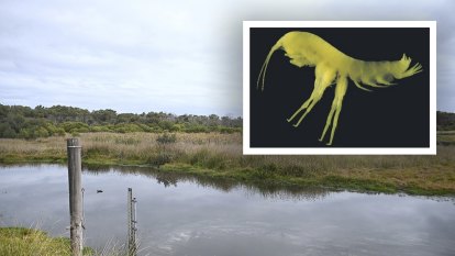 Perth’s ancient shrimp link to Gondwana presumed lost