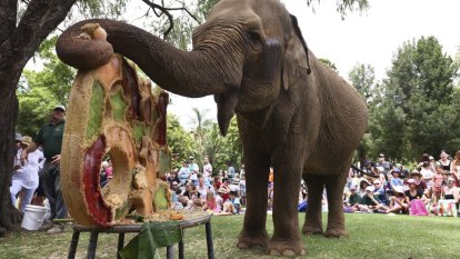 Perth zookeeper pays tribute to beloved elephant Tricia after her death
