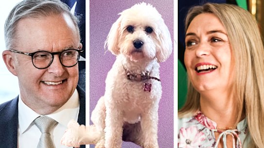 Prime Minister Anthony Albanese and his fiancée Jodie Haydon plant to have their cavoodle Toto at their wedding.