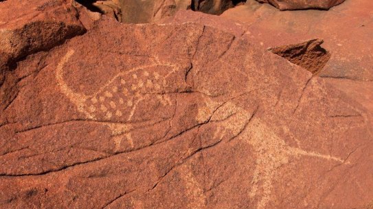 FOR MARCUS STROM - SEE HIM BEFORE ANY USE Rock carvings on the Burrup Peninsula, near Karratha, Western Australia (permission has been granted by the Murujuga Aboriginal Corporation to use these images). There are more than a million petroglyphs, some dating back 30,000+ years, on the Burrup Peninsula. Photo credit: Murujuga Aboriginal Corporation .