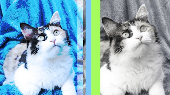 Designer cats are being taken to pet shelters as owners try to boost their chances of securing a rental property.