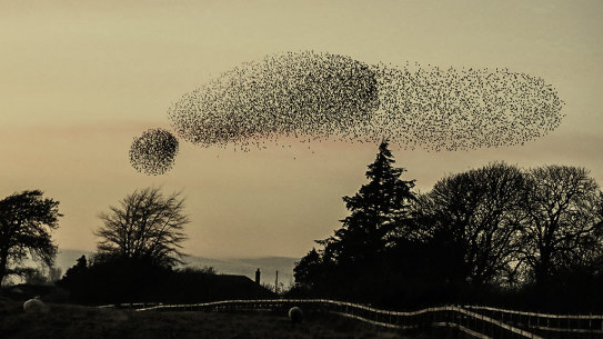 Starlings at Gretna Green in 2016.