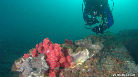 UQ divers found more coral off Mooloolaba when they went and looked.