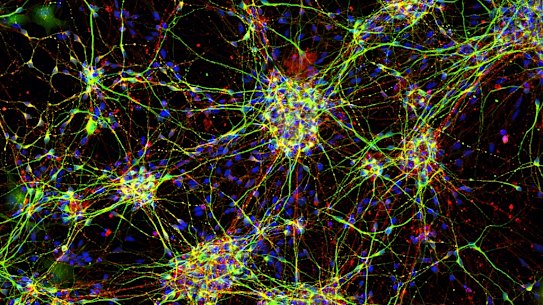 Could lab-grown human minibrains help treat Alzheimer's and epilepsy?