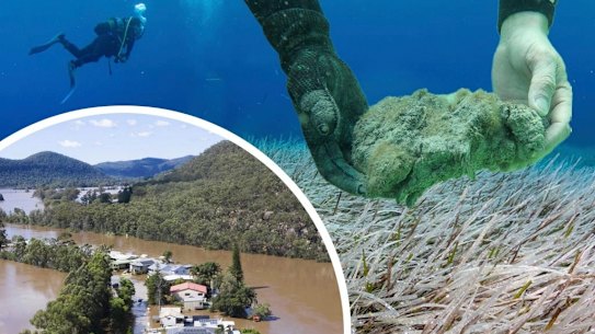 composite blue carbon 