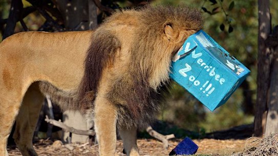 Werribee Zoo celebrates it's 30th birthday. Johari the Male Lion.