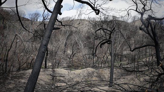 Fraser Island after the fires