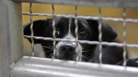An animal rescue volunteer says her organisation still wants to work with Bourke Shire to keep rehoming dogs.