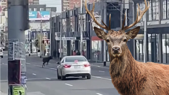 Deer on Johnston Street
