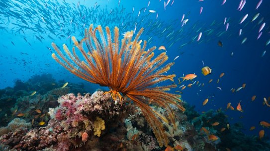 UNESCO has recommended against an immediate removal of the World Heritage status for the Great Barrier Reef. 