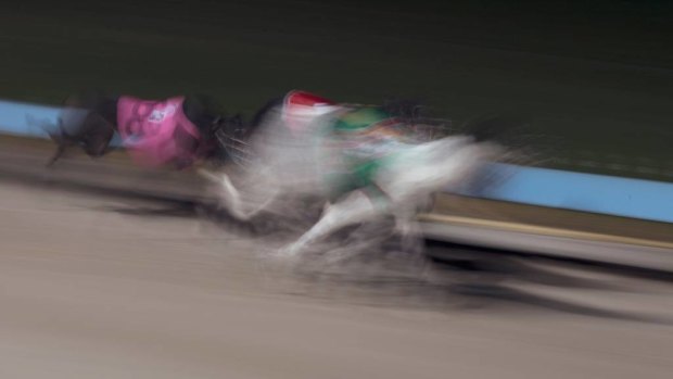 Greyhound trainer allegedly gave dog alcohol to ‘fix’ race