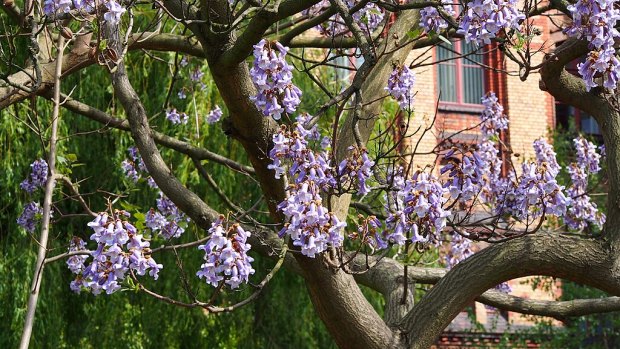 Our favourite tree turned out to be my ‘worst garden nightmare’. We had to get rid of it