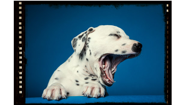 What’s yawning for – and is it really contagious?