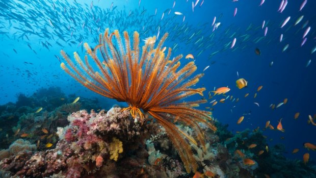 Australia gains reprieve on threat to Great Barrier Reef World Heritage status
