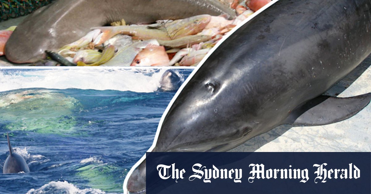 Trawlers killing Pilbara's bottlenose dolphins at 'unsustainable rates' - Vimarsana News